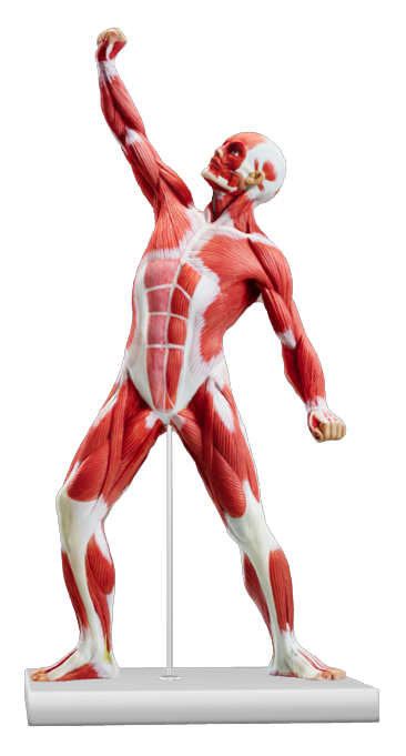 figura muscular FM28